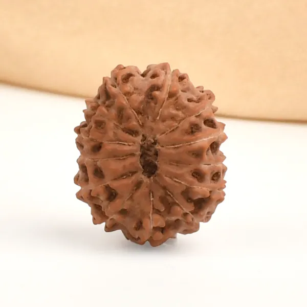 13_Mukhi_From_Java_Indonesia_Ccxxiv
