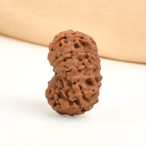 13_Mukhi_From_Java_Indonesia_Ccxxiv