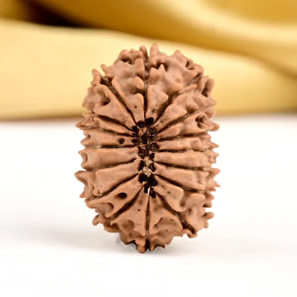 16_Mukhi_From_Nepal_Small_Xxvii