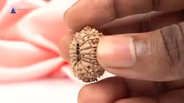 16_Mukhi_From_Nepal_Small_Xxvii