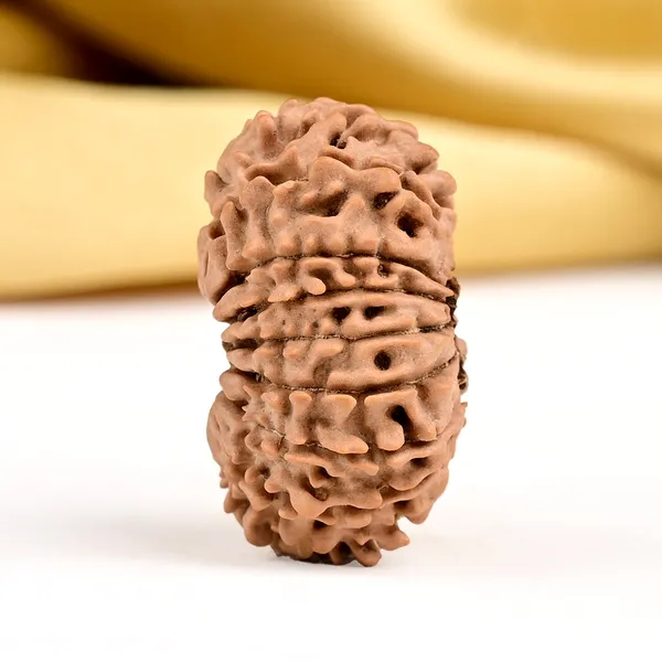 16_Mukhi_From_Nepal_Small_Xxvii