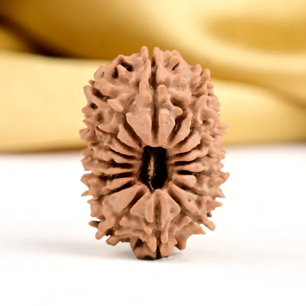 16_Mukhi_From_Nepal_Small_Xxvii