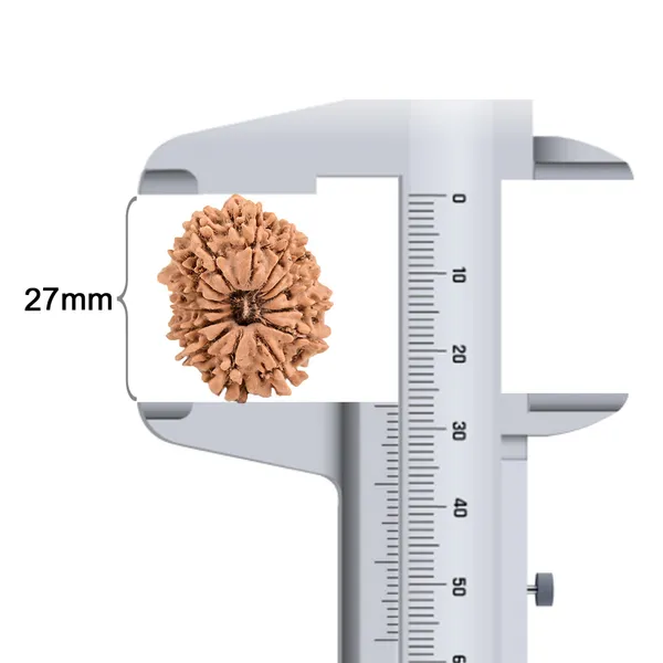 14_Mukhi_Rudraksha_Bead_Nepal