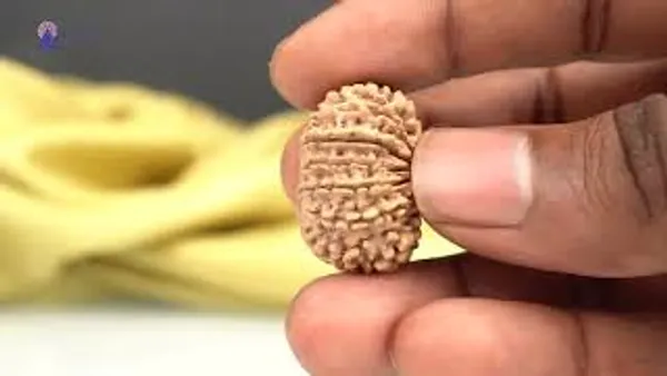 14_Mukhi_Rudraksha_Bead_Nepal