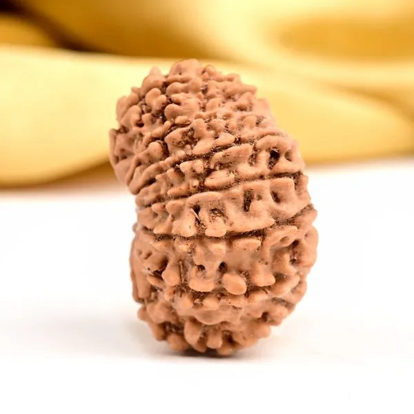 14_Mukhi_Rudraksha_Bead_Nepal