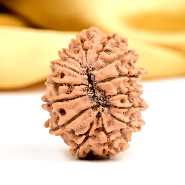 14_Mukhi_Rudraksha_Bead_Nepal