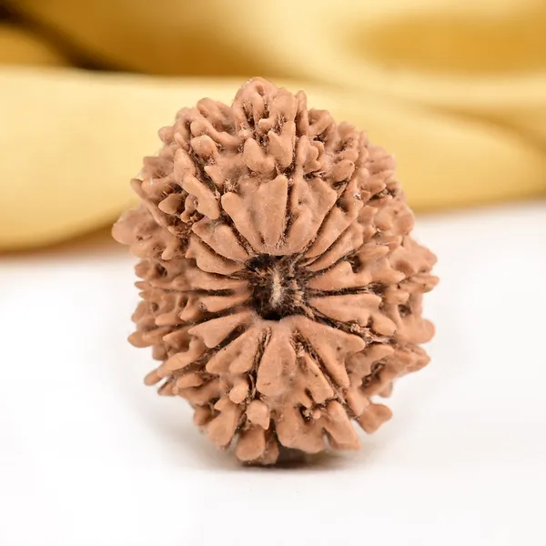 14_Mukhi_Rudraksha_Bead_Nepal