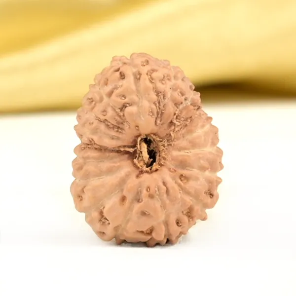Techpandit_17_Mukhi_Rudraksha_Bead_Indonesia