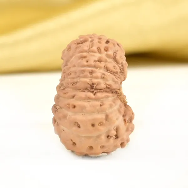 Techpandit_17_Mukhi_Rudraksha_Bead_Indonesia