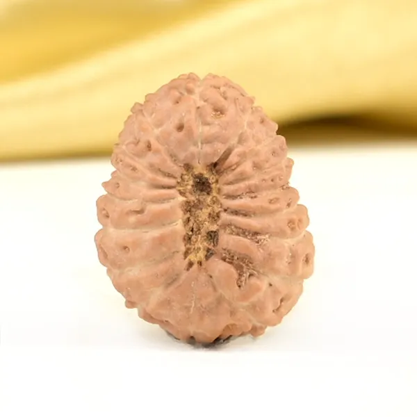 Techpandit_17_Mukhi_Rudraksha_Bead_Indonesia
