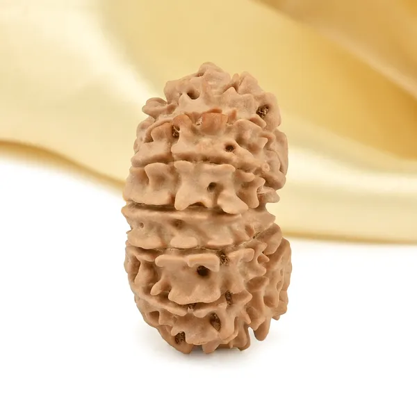 14_Mukhi_From_Nepal_Cclii