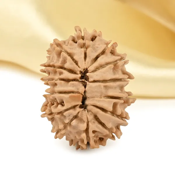 14_Mukhi_From_Nepal_Cclii