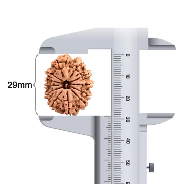 Techpandit_12_Mukhi_Rudraksha_Bead_Nepal_Large