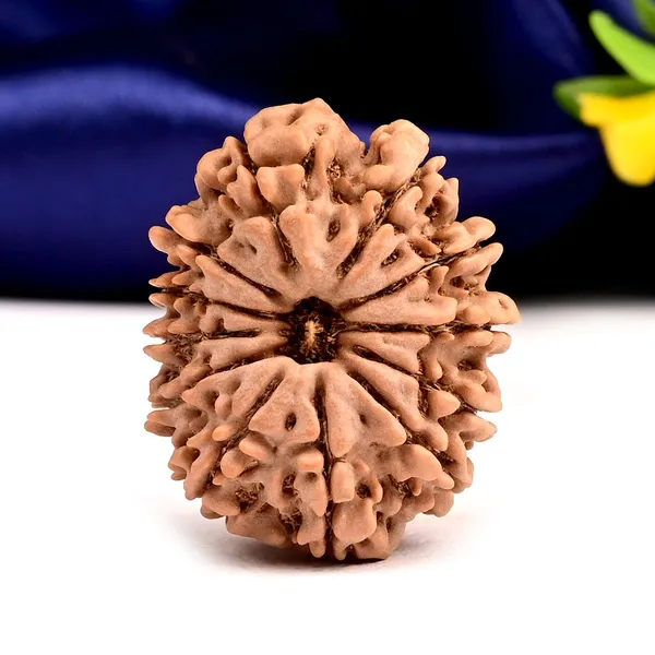 Techpandit_12_Mukhi_Rudraksha_Bead_Nepal_Large