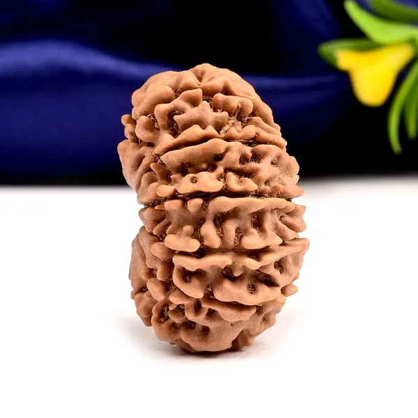 Techpandit_12_Mukhi_Rudraksha_Bead_Nepal_Large