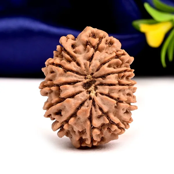Techpandit_12_Mukhi_Rudraksha_Bead_Nepal_Large