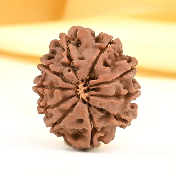 10_Mukhi_From_Nepal_Small_Cdvi