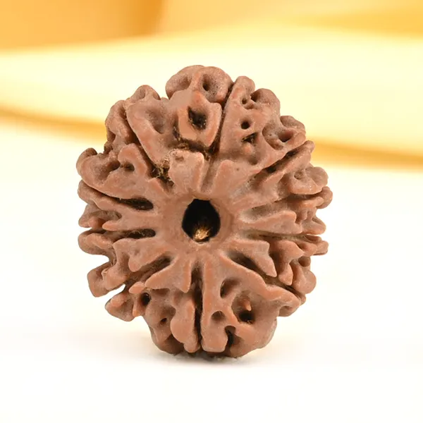 10_Mukhi_From_Nepal_Small_Cdvi