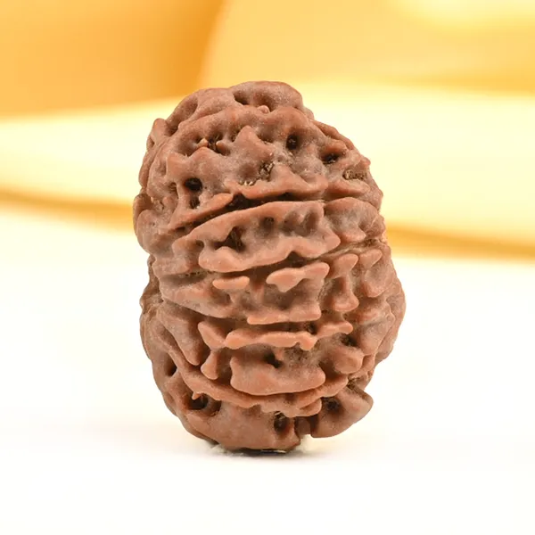 10_Mukhi_From_Nepal_Small_Cdvi