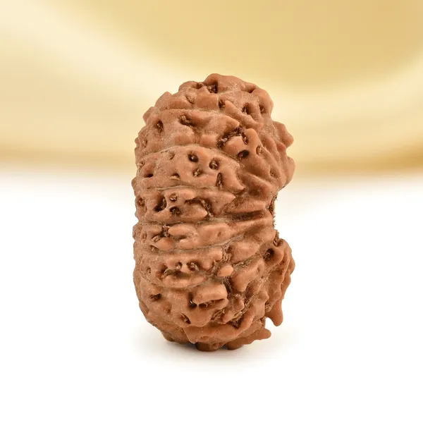 17_Mukhi_From_Java_Indonesia_Small_Cclxviii