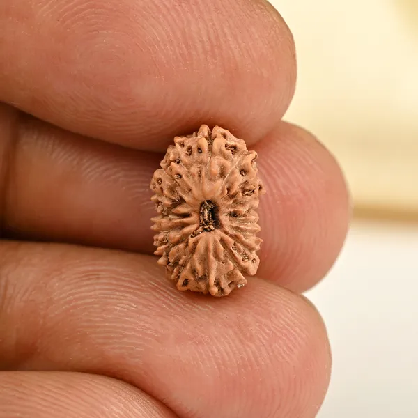 17_Mukhi_From_Java_Indonesia_Small_Cclxviii
