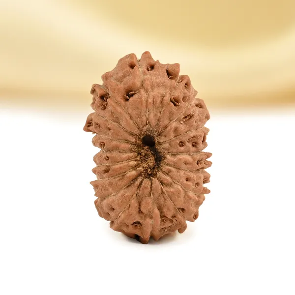 17_Mukhi_From_Java_Indonesia_Small_Cclxviii