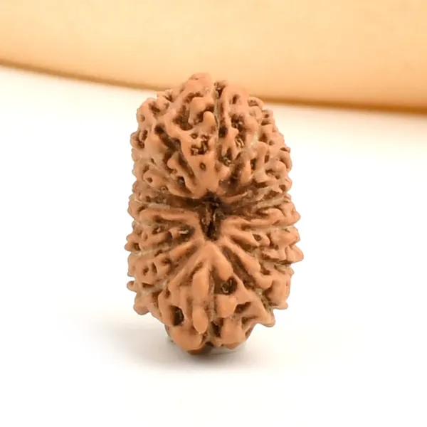16_Mukhi_Rudraksha_Bead_Indonesia