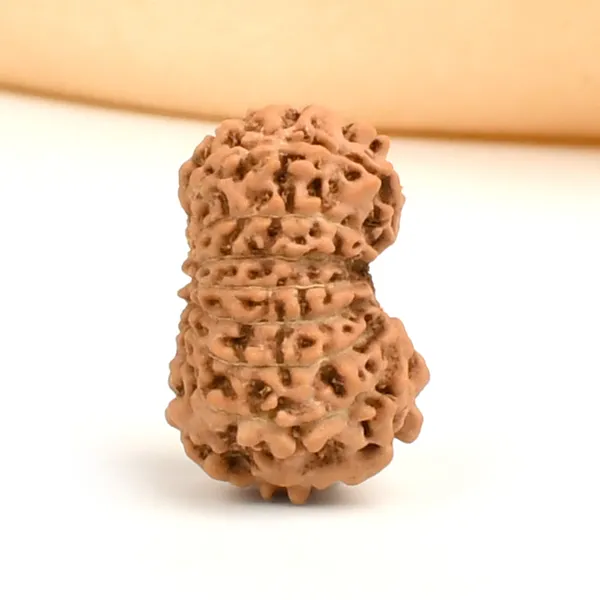 16_Mukhi_Rudraksha_Bead_Indonesia