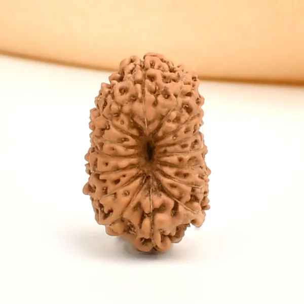 16_Mukhi_Rudraksha_Bead_Indonesia