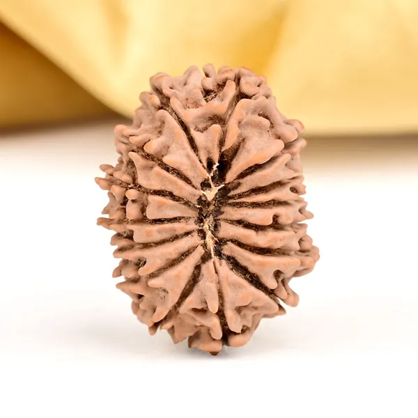 Techpandit_15_Mukhi_Nepal_Rudraksha_Bead