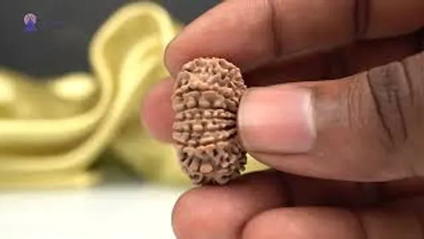 Techpandit_15_Mukhi_Nepal_Rudraksha_Bead