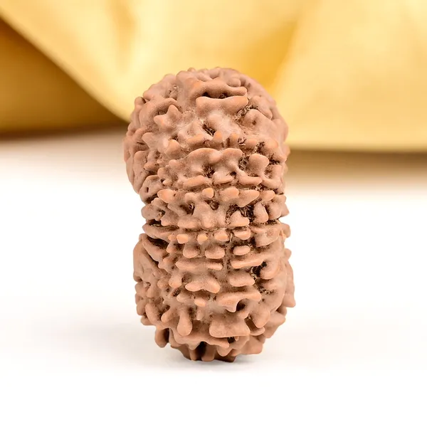 Techpandit_15_Mukhi_Nepal_Rudraksha_Bead