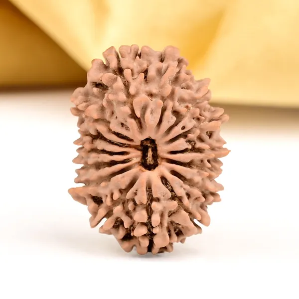 Techpandit_15_Mukhi_Nepal_Rudraksha_Bead