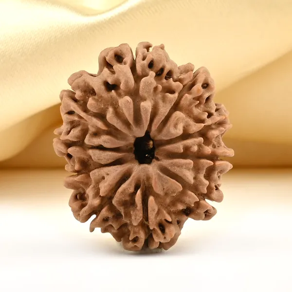 Techpandit_10_Mukhi_Nepal_Rudraksha_Bead