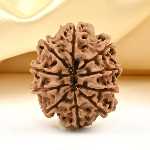 Techpandit_10_Mukhi_Nepal_Rudraksha_Bead