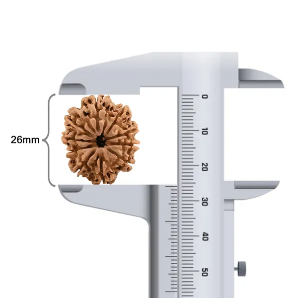 Techpandit_10_Mukhi_Nepal_Rudraksha_Bead