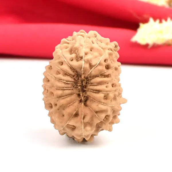 15_Mukhi_From_Java_Indonesia_Large_Cxxii