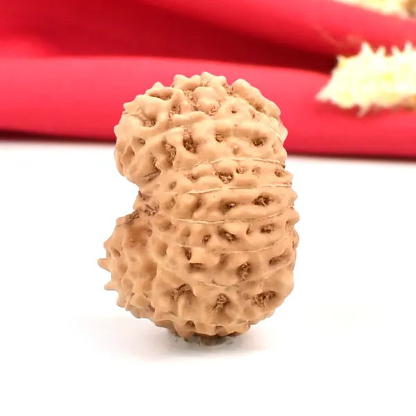 15_Mukhi_From_Java_Indonesia_Large_Cxxii