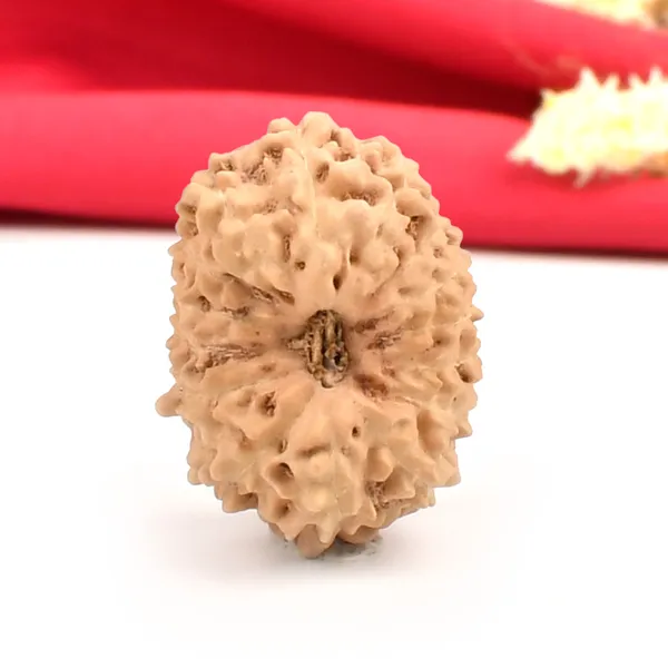 15_Mukhi_From_Java_Indonesia_Large_Cxxii