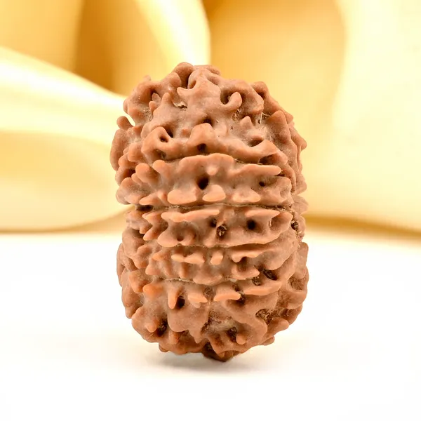 12_Mukhi_From_Nepal_Small_D