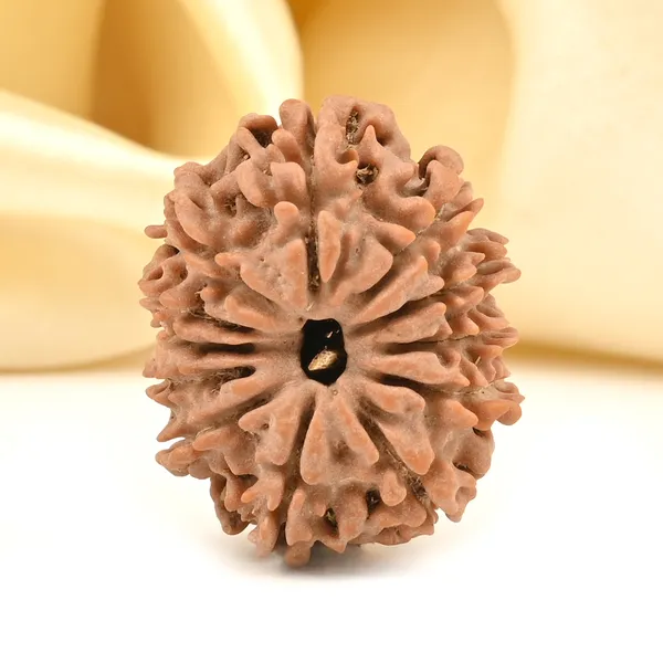 12_Mukhi_From_Nepal_Small_D