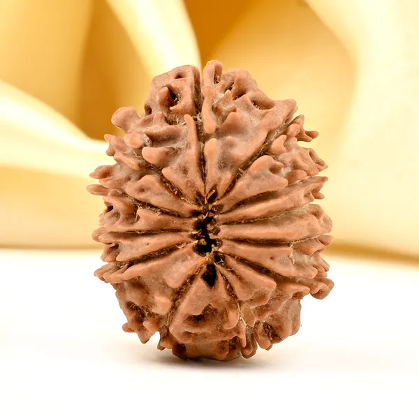 12_Mukhi_From_Nepal_Small_D