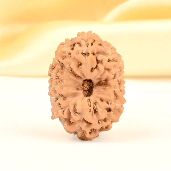 14_Mukhi_From_Java_Indonesia_Small_Cdxxix