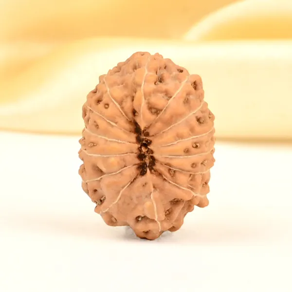 14_Mukhi_From_Java_Indonesia_Small_Cdxxix