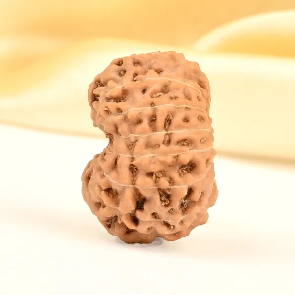 14_Mukhi_From_Java_Indonesia_Small_Cdxxix
