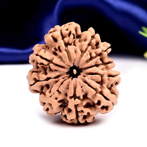 10_Mukhi_From_Nepal_Large_Clxxx