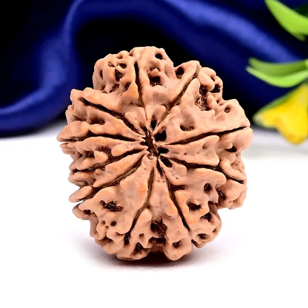 10_Mukhi_From_Nepal_Large_Clxxx