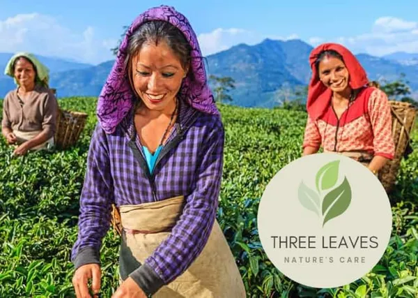 Three_Leaves_Green_Tea_Herbal_Blend