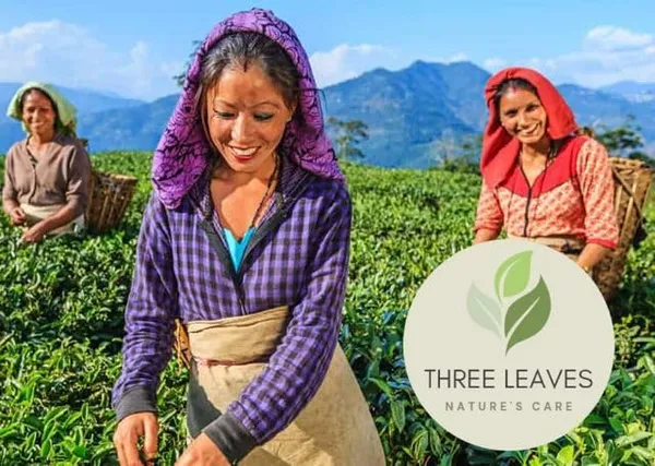Three_Leaves_Blue_Pea_Flower_Tea