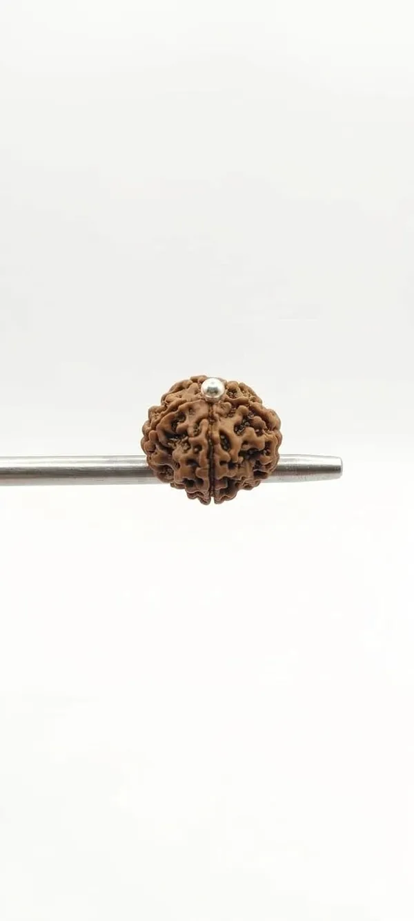 Rudraksha_Pendant_With_Silver_Cap